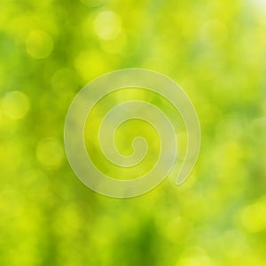 Sunny abstract green nature background.