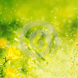 Sunny abstract green nature background, selective focus