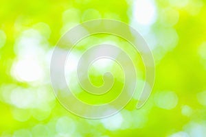 Sunny abstract green nature background, selective focus