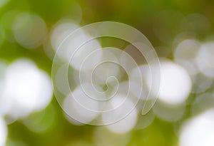 Sunny abstract green nature background, selective focus