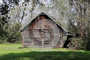 Sunny afternoon abandoned farm barn building overgrown trees