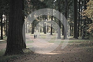 A sunny afternoon stroll at Mt. Tabor Park in Portland, Autumn season