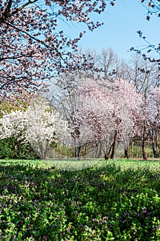 Sunny Alley of Bucharest City Park During Pink Cherry Tree Blossom, Beautiful Spring Season, Outdoor Travel