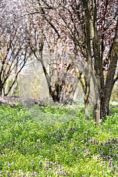 Sunny Alley of Bucharest City Park During Pink Cherry Tree Blossom, Beautiful Spring Season, Outdoor Travel