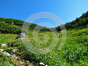 Sunny alpine meadow with red clover and yellow flowers