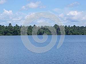 Sunny Amazon forest view