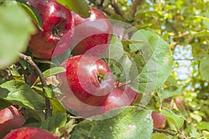 Sunny apple garden