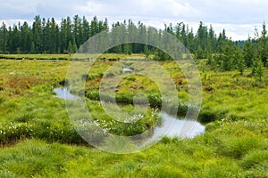 Sunny august day in the forest tundra. Yamal, Russia