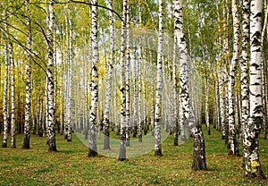 Sunny autumn birch trees