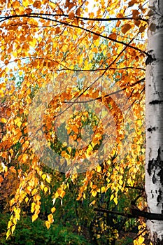 Sunny autumn birch trees in Moscow park