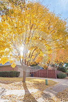 Sunny autumn day with beautiful yellow fall foliage along suburban back alley in Texas, USA