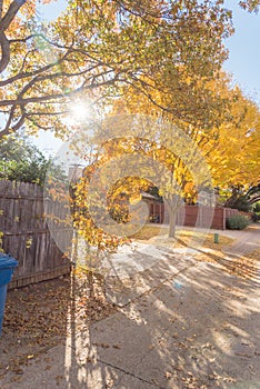 Sunny autumn day with beautiful yellow fall foliage along suburban back alley in Texas, USA