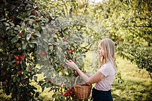 Sunny autumn day fulfilled with warm mood while apple picking