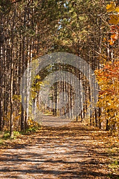 Sunny autumn day view along the pathway on Humber Valley Heritage Trail near Kleinburg, Ontario, Canada photo