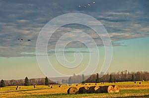 Sunny Autumn  evening hay bailes for winter  feed and the geese making flight south