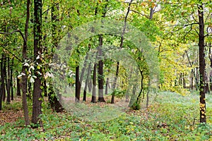 Sunny Autumn Forest