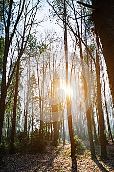 Sunny autumn forest in mountains