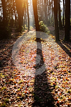 Sunny autumn forest in mountains