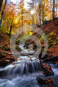 Sunny autumn forest with river, beech trees and fallen leaves, nature landscape, outdoor travel background, Carpathian Mountains