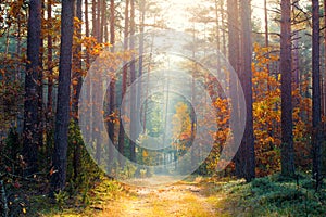 Sunny autumn forest. The warm autumn sun illuminates the path in the colorful autumn forest. photo