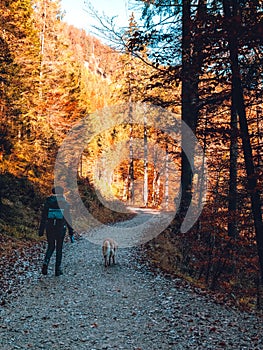 Sunny Autumn hike scene