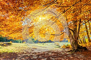 Sunny Autumn landscape - big forest golden tree with sunlight on sunny meadow