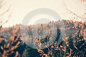 Sunny autumn landscape in mountains