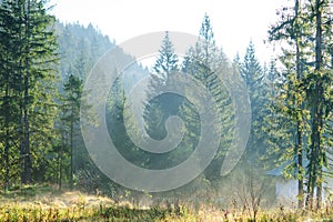 Sunny autumn landscape in mountains