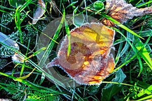 Sunny autumn leaf in green grass with white ice crystals