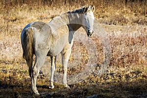 Sunny autumn morning and horse on pasture