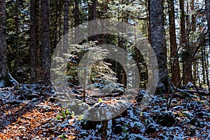 Sunny autumn morning in pine forest beautiful natural landscape