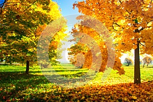 Sunny autumn nature landscape. Bright clear day in autumn park. Yellow trees in green meadow. Scenic Fall