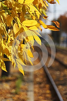 Sunny autumn near a railroad