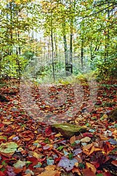 Sunny Autumn path with colorful leaves in the woods