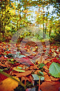 Sunny Autumn path with colorful leaves in the woods