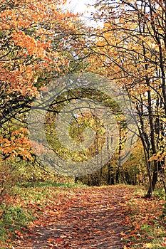 Sunny autumn in Russia. Path with falling maple leaves in the forest on a september day, background, golden autumn concept,