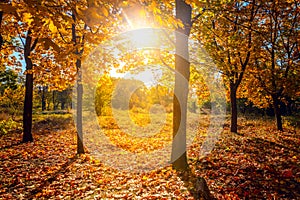Sunny autumn scenery in a forest, with the sun rays of light through the mist and golden trees