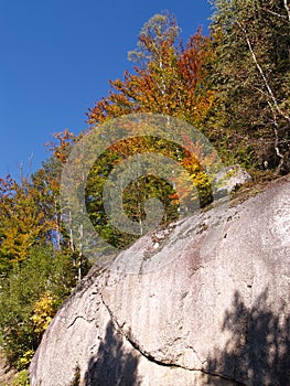 Sunny autumn scenery with orange and yellow beech trees growing on solid huge block of round weathered rock