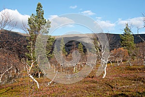 Sunny Autumn in Taiga Forest photo