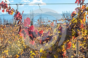 Sunny Autumn Vineyard. Mendoza