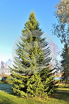 A stately spruce in Boden photo