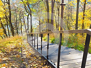 Sunny autumn with yellow trees in Lithuania