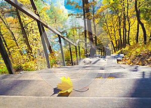 Sunny autumn with yellow trees in Lithuania