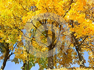 Sunny autumn with yellow trees in Lithuania