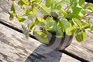 Sunny background with fresh green peppermint leaves in black pottery mug on wood planks