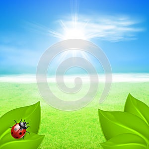 Sunny background with green grass and ladybird