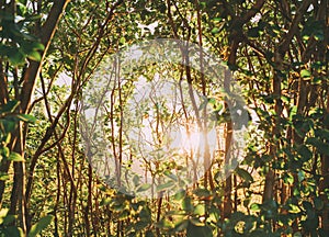 Sunny background of jungle forest branches. Green juicy foliage litted with sunset sun light. Beauty in Nature concept image