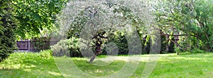 Sunny backyard garden landscape, full of trees and green grass.