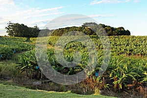 Sunny Banana Plantation