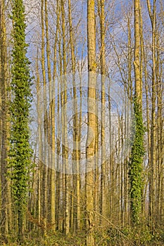 Sunny bare  treetrunks with ivy in a forest in the Flemish countryside photo